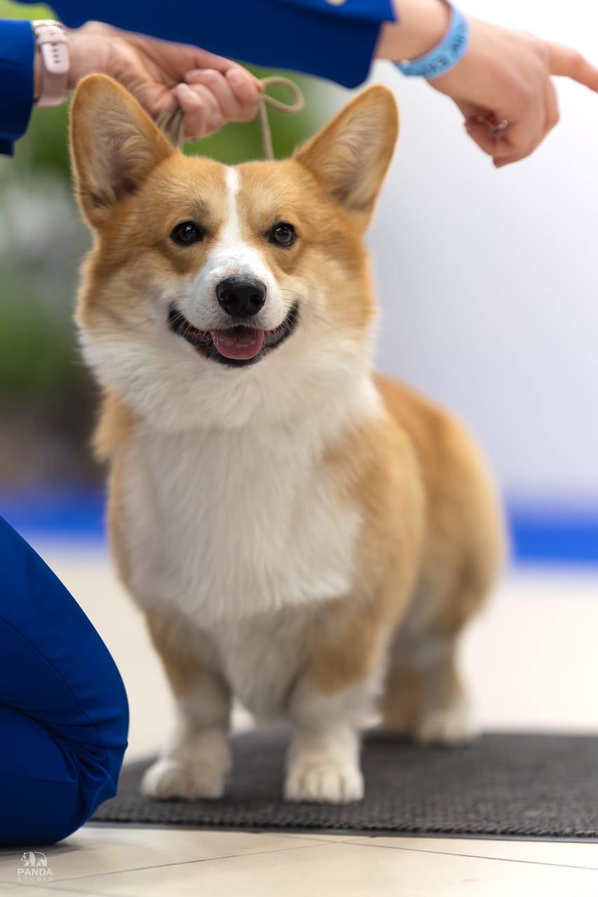 Warszawa-Nadarzyn - XIV Specjalistyczna Wystawa Klubu Welsh Corgi i Lancashire Heeler, 15.05.2026