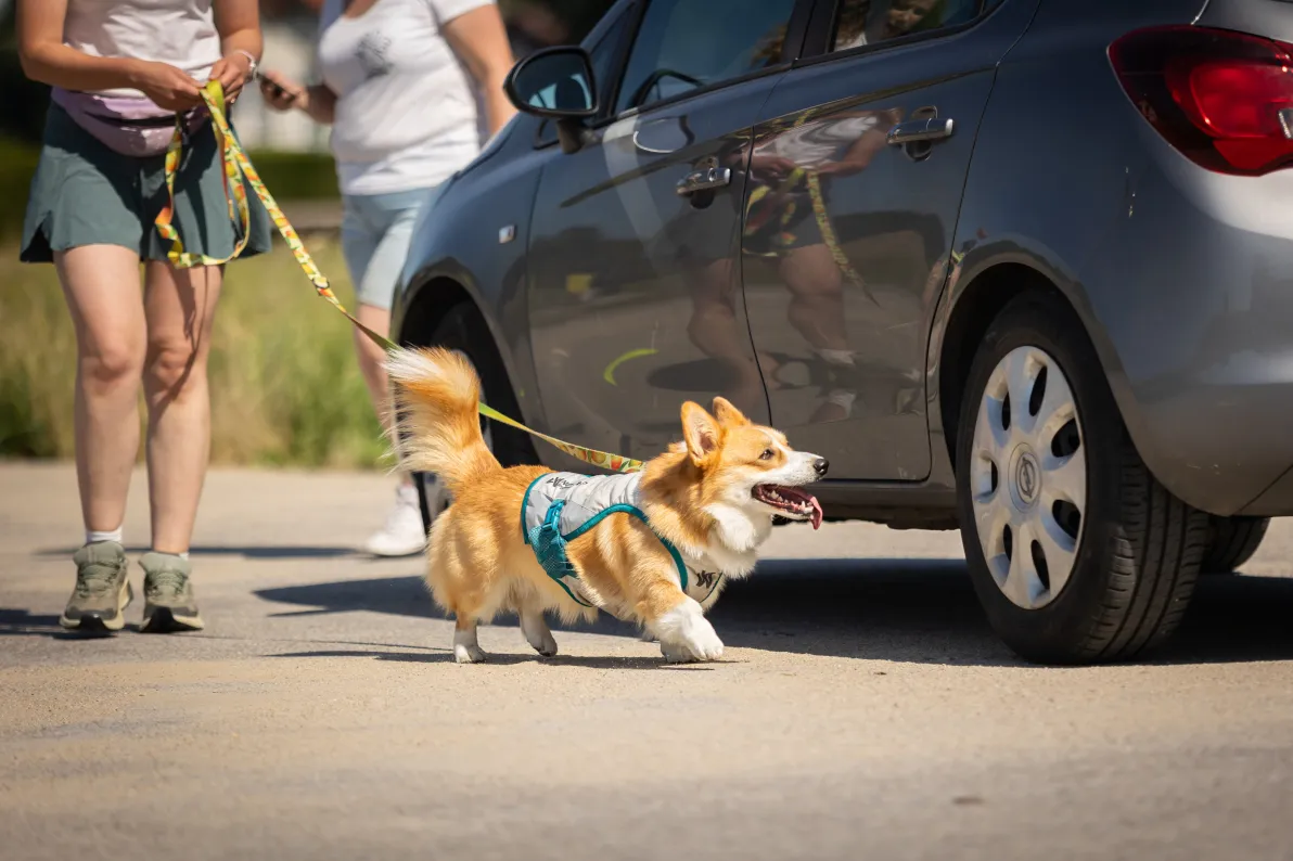 Treningowe zawody Dogresowe - Rzeszów (Nosówka), 27.06.2026