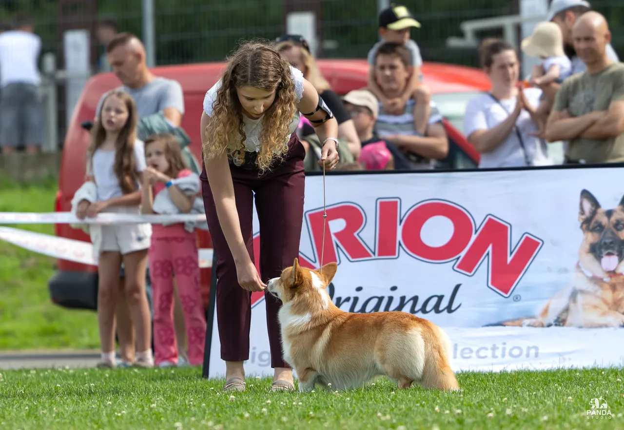 XXXVI Krajowa Wystawa Psów Rasowych Nowy Targ, 19.07.2026